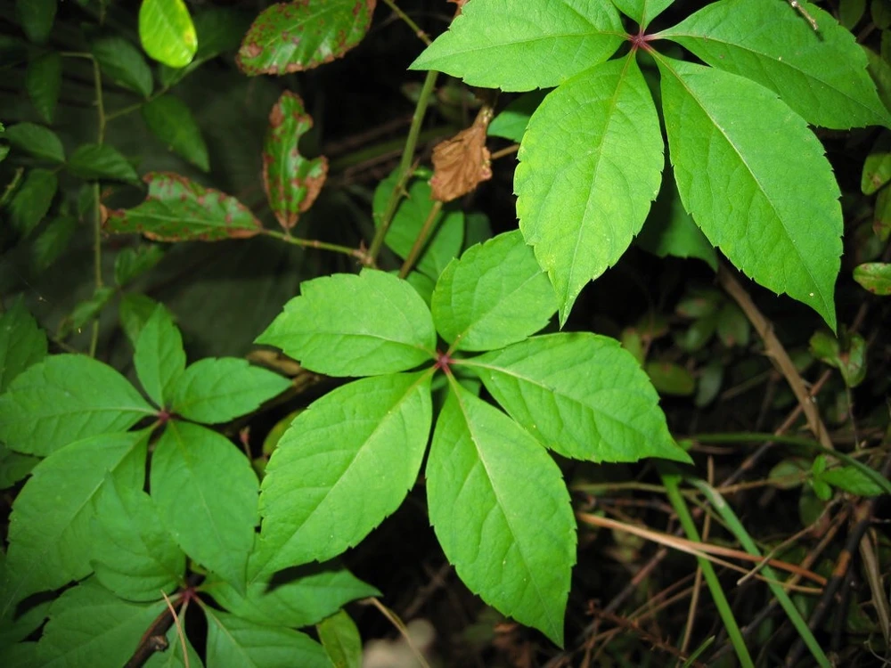 10 Virginia Creeper Bare Roots - Scarlet Fall Color Vine, Parthenocissus quinquefolia, Outdoor - Image 1