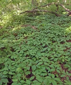 10 Virginia Creeper Bare Roots - Scarlet Fall Color Vine, Parthenocissus quinquefolia, Outdoor - Image 3