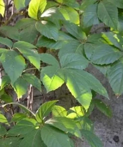 10 Virginia Creeper Bare Roots - Scarlet Fall Color Vine, Parthenocissus quinquefolia, Outdoor - Image 4