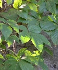 10 Virginia Creeper Bare Roots - Scarlet Fall Color Vine, Parthenocissus quinquefolia, Outdoor - Image 7