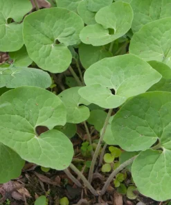 10 Wild Ginger Plants - Asarum Canadense Bare Root Wildflower Native Organic Perennial - Image 7