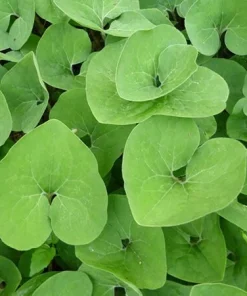 10 Wild Ginger Plants - Asarum Canadense Bare Root Wildflower Native Organic Perennial - Image 8
