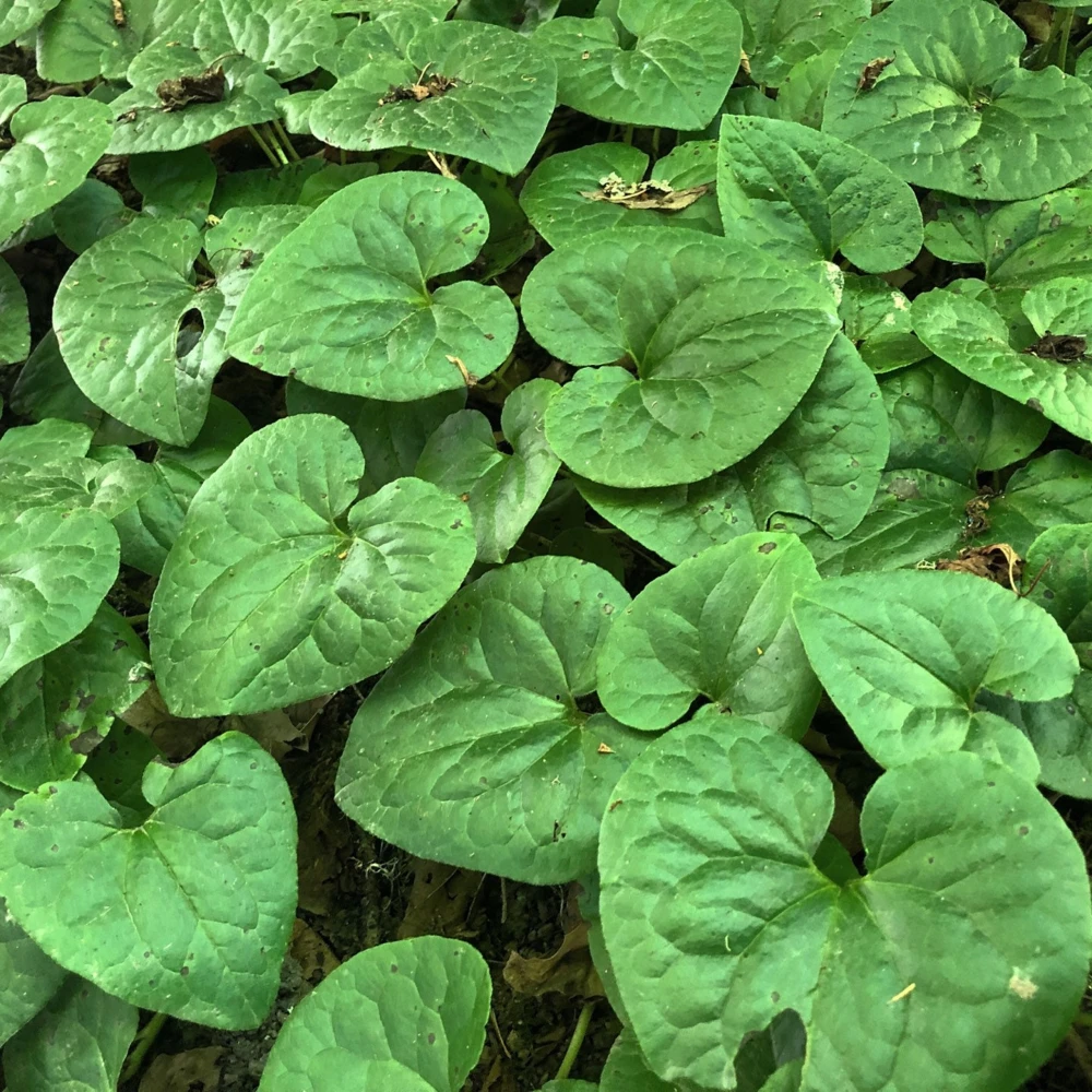 10 Wild Ginger Plants - Asarum Canadense Bare Root Wildflower Native Organic Perennial - Image 1