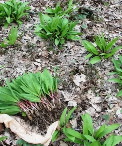 10 Wild Ramps Bulbs - Bare Root Wild Leeks (Allium tricoccum) for Planting - Image 3