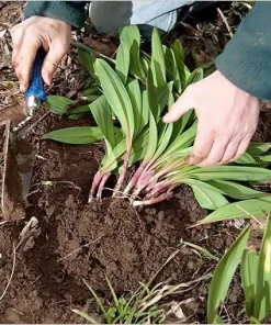10 Wild Ramps Bulbs - Bare Root Wild Leeks (Allium tricoccum) for Planting - Image 7