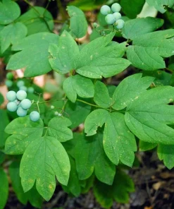 100 Blue Cohosh Bare Root Plants – Native Wildflower Perennial – Caulophyllum Thalictroides - Image 10