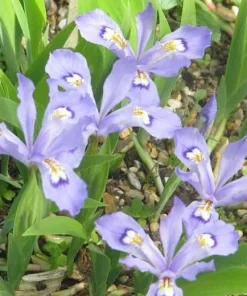 100 Dwarf Crested Iris Plants – Iris Cristata Bare Root Wildflower Perennial - Image 10