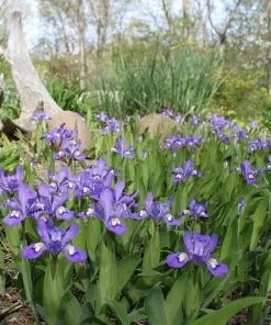 100 Dwarf Crested Iris Plants – Iris Cristata Bare Root Wildflower Perennial - Image 5