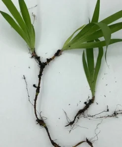 100 Dwarf Crested Iris Plants – Iris Cristata Bare Root Wildflower Perennial - Image 7