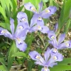 100 Dwarf Crested Iris Plants – Iris Cristata Bare Root Wildflower Perennial - Image 1
