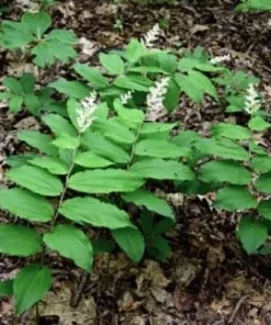 100 False Solomon's Seal Bare Root Plants - Maianthemum Racemosum Wildflower - Image 10