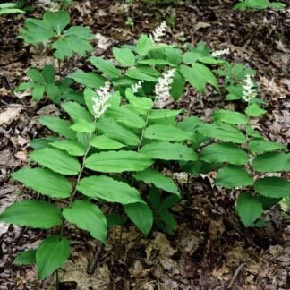 100 False Solomon's Seal Bare Root Plants - Maianthemum Racemosum Wildflower - Image 2