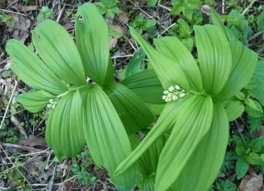 100 False Solomon's Seal Bare Root Plants - Maianthemum Racemosum Wildflower - Image 3
