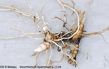 100 False Solomon's Seal Bare Root Plants - Maianthemum Racemosum Wildflower - Image 4