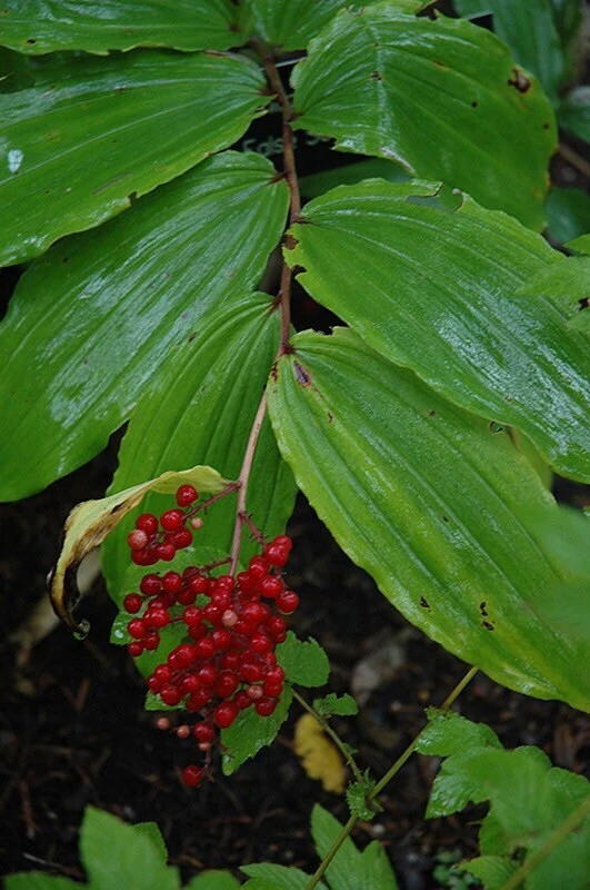 100 False Solomon's Seal Bare Root Plants - Maianthemum Racemosum Wildflower - Image 5