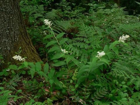 100 False Solomon's Seal Bare Root Plants - Maianthemum Racemosum Wildflower - Image 6