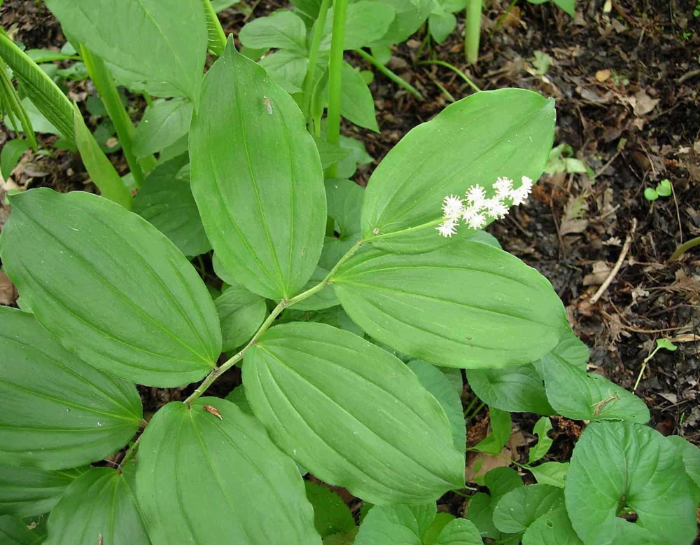 100 False Solomon's Seal Bare Root Plants - Maianthemum Racemosum Wildflower - Image 1