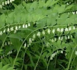100 True Solomon's Seal Bare Root Plants - Polygonatum Biflorum Wildflower Perennial - Image 10
