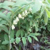 100 True Solomon's Seal Bare Root Plants - Polygonatum Biflorum Wildflower Perennial - Image 1