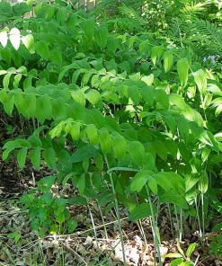 100 True Solomon's Seal Bare Root Plants - Polygonatum Biflorum Wildflower Perennial - Image 3