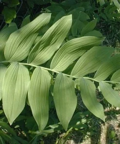 100 True Solomon's Seal Bare Root Plants - Polygonatum Biflorum Wildflower Perennial - Image 4