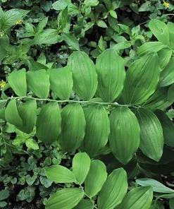 100 True Solomon's Seal Bare Root Plants - Polygonatum Biflorum Wildflower Perennial - Image 5