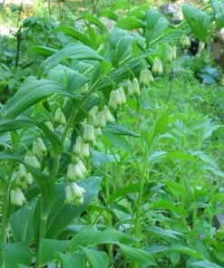 100 True Solomon's Seal Bare Root Plants - Polygonatum Biflorum Wildflower Perennial - Image 7