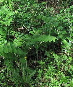 100 True Solomon's Seal Bare Root Plants - Polygonatum Biflorum Wildflower Perennial - Image 9