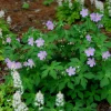 100 Wild Geraniums Bare Roots - Organic Cranesbill Maculatum Plants - Image 1