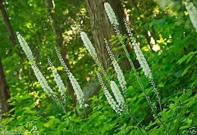 15 Black Cohosh Bare Root Plants - Actaea Racemosa Wildflower Native Transplant - Image 2