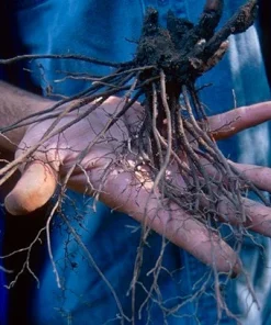 15 Black Cohosh Bare Root Plants - Actaea Racemosa Wildflower Native Transplant - Image 4