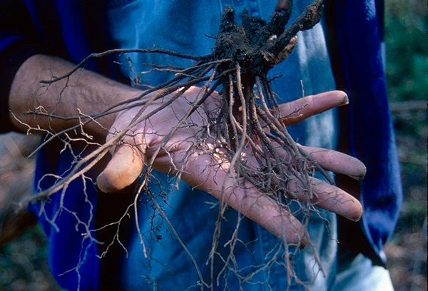 15 Black Cohosh Bare Root Plants - Actaea Racemosa Wildflower Native Transplant - Image 4