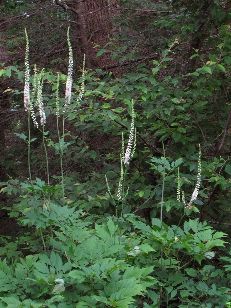 15 Black Cohosh Bare Root Plants - Actaea Racemosa Wildflower Native Transplant - Image 5