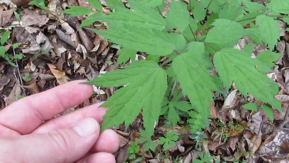 15 Black Cohosh Bare Root Plants - Actaea Racemosa Wildflower Native Transplant - Image 6