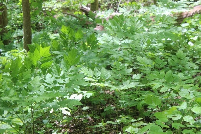 15 Black Cohosh Bare Root Plants - Actaea Racemosa Wildflower Native Transplant - Image 7