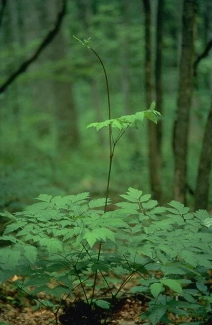 15 Black Cohosh Bare Root Plants - Actaea Racemosa Wildflower Native Transplant - Image 8