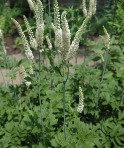 15 Black Cohosh Bare Root Plants - Actaea Racemosa Wildflower Native Transplant - Image 1