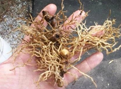 15 Blue Cohosh Bare Root Plants - Caulophyllum Thalictroides Organic Wildflower Perennial - Image 5