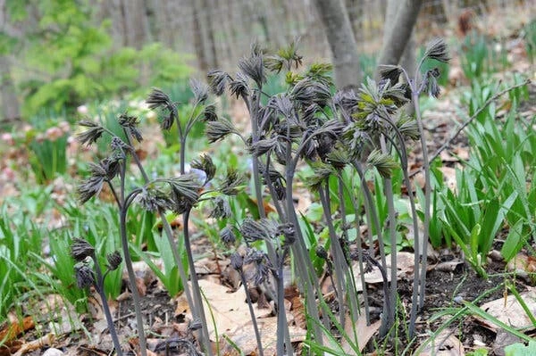 15 Blue Cohosh Bare Root Plants - Caulophyllum Thalictroides Organic Wildflower Perennial - Image 6
