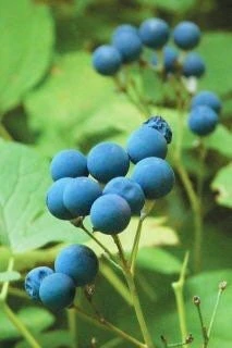 15 Blue Cohosh Bare Root Plants - Caulophyllum Thalictroides Organic Wildflower Perennial - Image 8