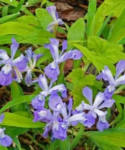 15 Dwarf Crested Iris Bare Root Plants - Iris Cristata Wildflower Native - Image 2