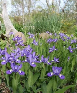 15 Dwarf Crested Iris Bare Root Plants - Iris Cristata Wildflower Native - Image 5