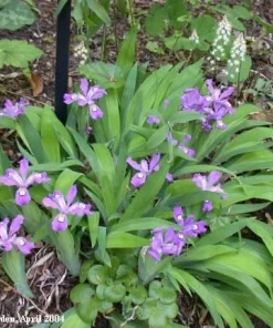 15 Dwarf Crested Iris Bare Root Plants - Iris Cristata Wildflower Native - Image 6