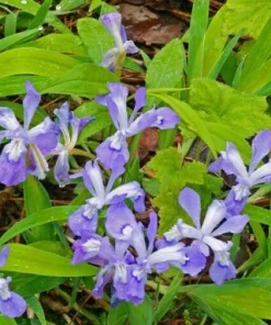 15 Dwarf Crested Iris Bare Root Plants - Iris Cristata Wildflower Native - Image 9