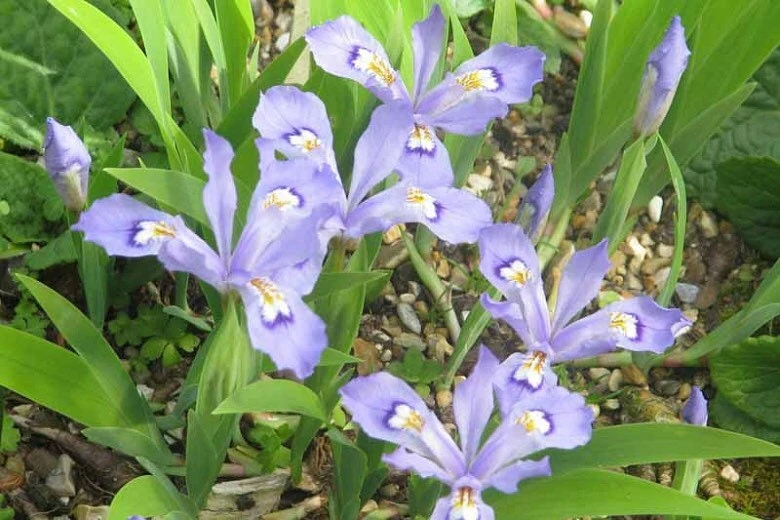 15 Dwarf Crested Iris Bare Root Plants - Iris Cristata Wildflower Native - Image 1