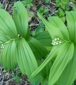15 False Solomon's Seal Bare Root Plants - Maianthemum Racemosum Wildflower - Image 3