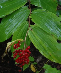 15 False Solomon's Seal Bare Root Plants - Maianthemum Racemosum Wildflower - Image 5