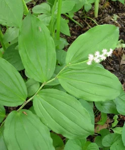 15 False Solomon's Seal Bare Root Plants - Maianthemum Racemosum Wildflower - Image 7