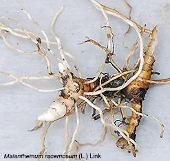 15 False Solomon's Seal Bare Root Plants - Maianthemum Racemosum Wildflower - Image 9