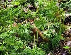 15 Fan Clubmoss Bare Roots - Lycopodium Complanatum Evergreen Ground Cover - Image 5